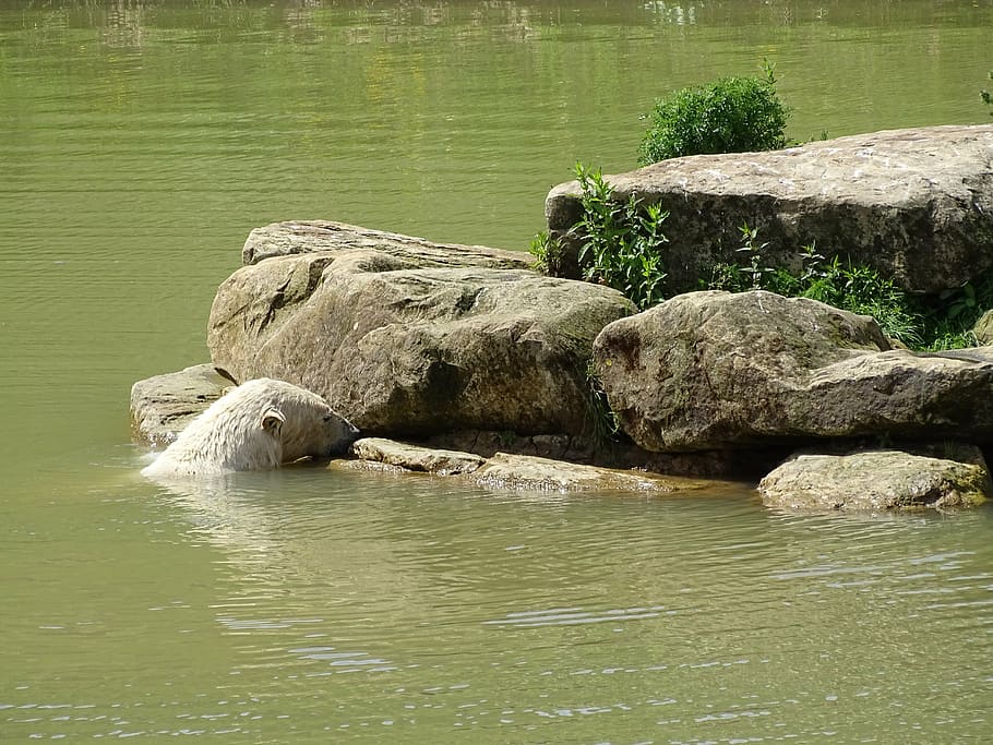 polar, bear, zoo, water, waterfront, rock, rock - object, day HD wallpaper