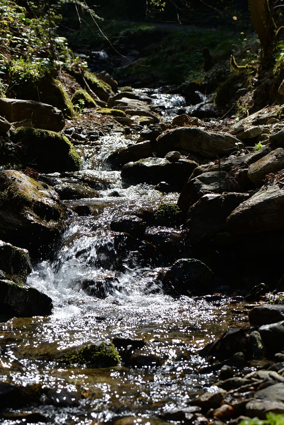 forest brook, waters, idyll, mood, bach, nature, motion, beauty in nature HD wallpaper