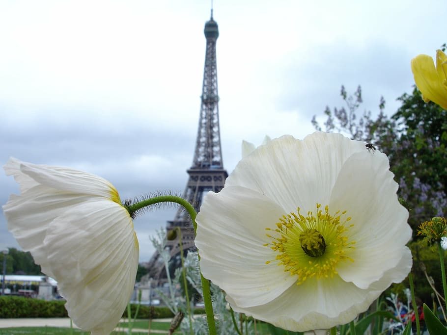 poppy, paris, white, flower, tower, paris - France, eiffel Tower HD wallpaper