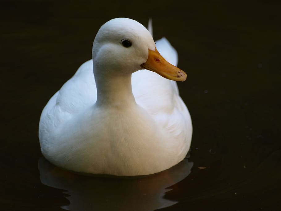 duck, white, water, bird, river, nature, animal themes, vertebrate HD wallpaper