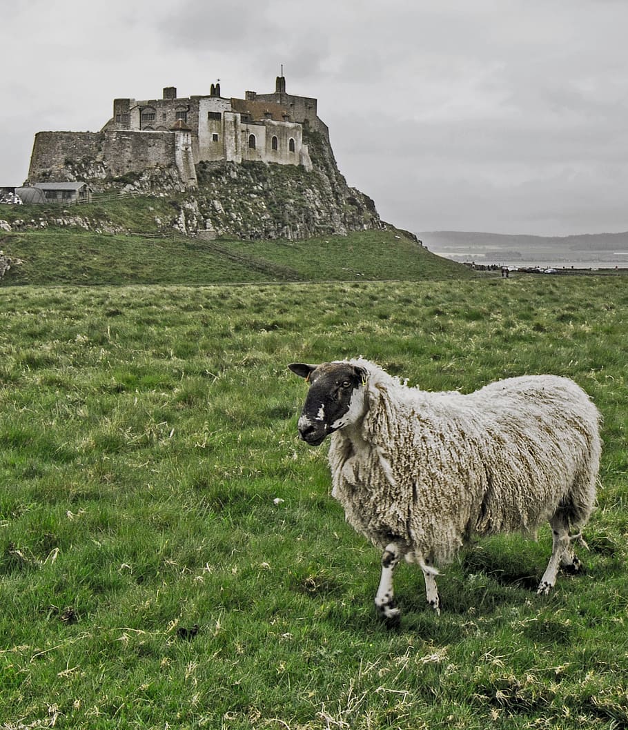 Lindisfarne Castle, sheep, northumberland, holy, england, island, HD wallpaper
