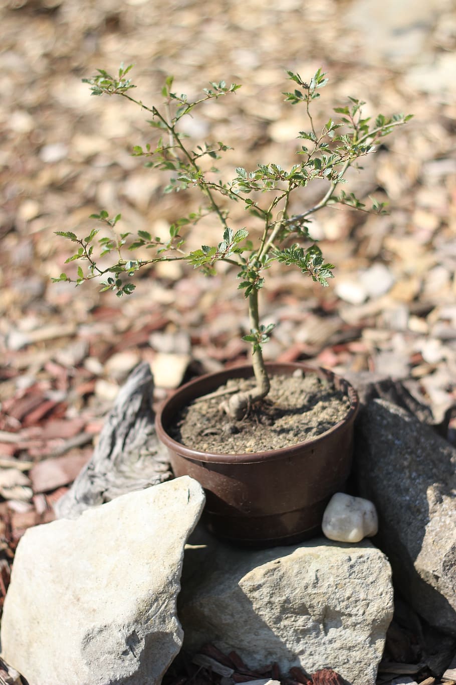 sapling, bonsai, still life, small, tree, stones, plant, growth HD wallpaper