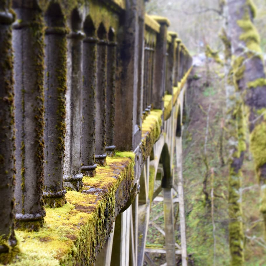 bridge, moss, oregon, in a row, plant, no people, barrier, fence HD wallpaper