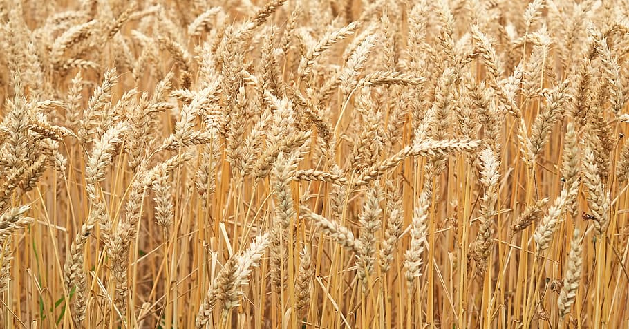 plant, nature, live, agriculture, yellow, wheat, rural Scene HD wallpaper