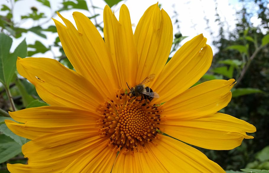 Flower, Bee, Insect, Pollen, Yellow, flowers, pollination, plant HD wallpaper