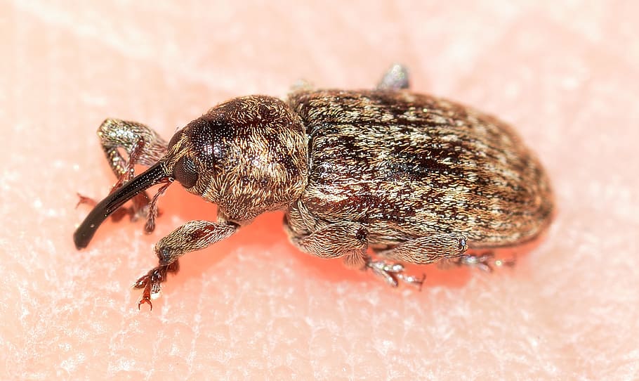 brown weevil, beetles, insects, animal themes, animal wildlife HD wallpaper