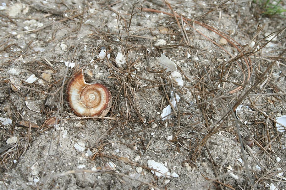 shell, sand, leave, snail, spiral, no people, animal wildlife HD wallpaper
