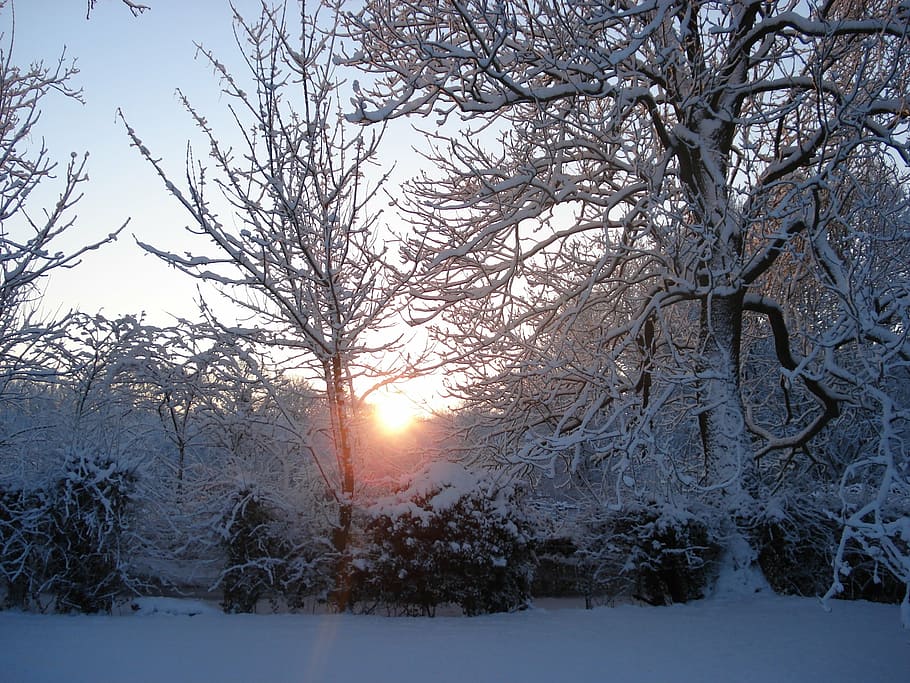 sunlight through trees, snowy garden, shine through, winter HD wallpaper