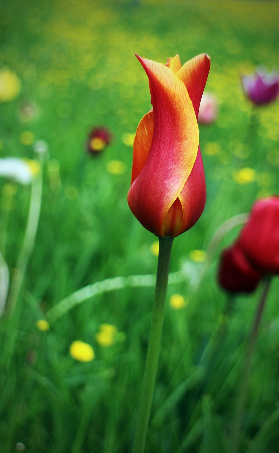tulip, spring, flower, red, blossom, bloom, plant, nature, springtime HD wallpaper