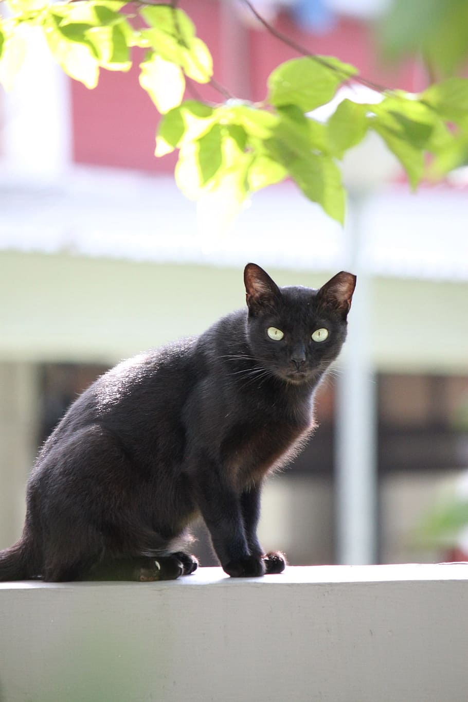 black, cats, sitting, alone, animals, mammals, wildlife, stone wall HD wallpaper