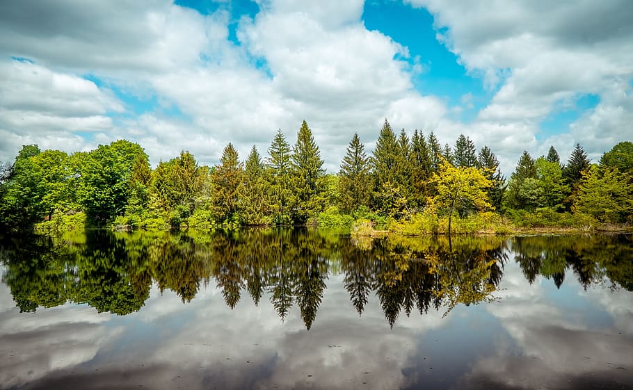 trees, woods, reflections, water reflections, mirror reflections HD wallpaper