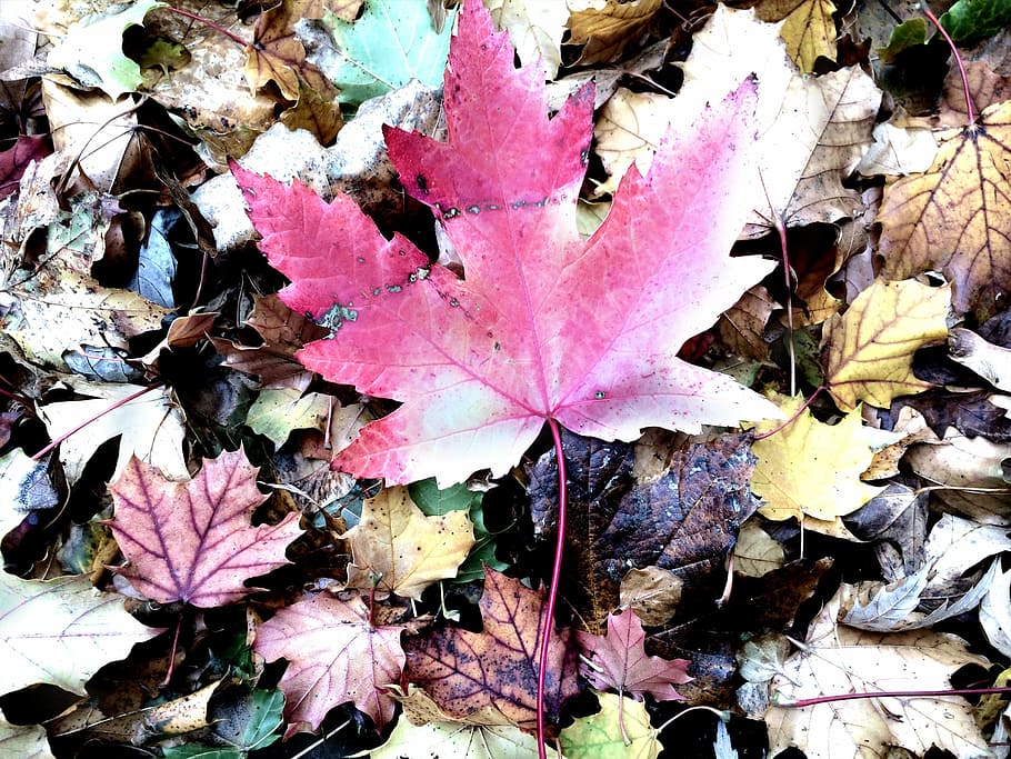 Leaf, Nature, autumn, fragility, change, backgrounds, plant part HD wallpaper