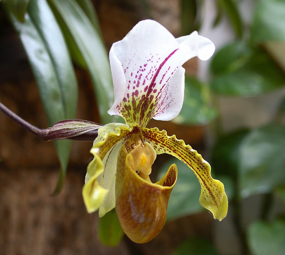 HD wallpaper: spring, orquidea, flower, ornamental flower, beauty, orchid  merged | Wallpaper Flare