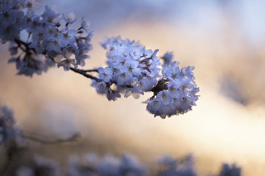selective focus photography of white cherry blossom, flower HD wallpaper