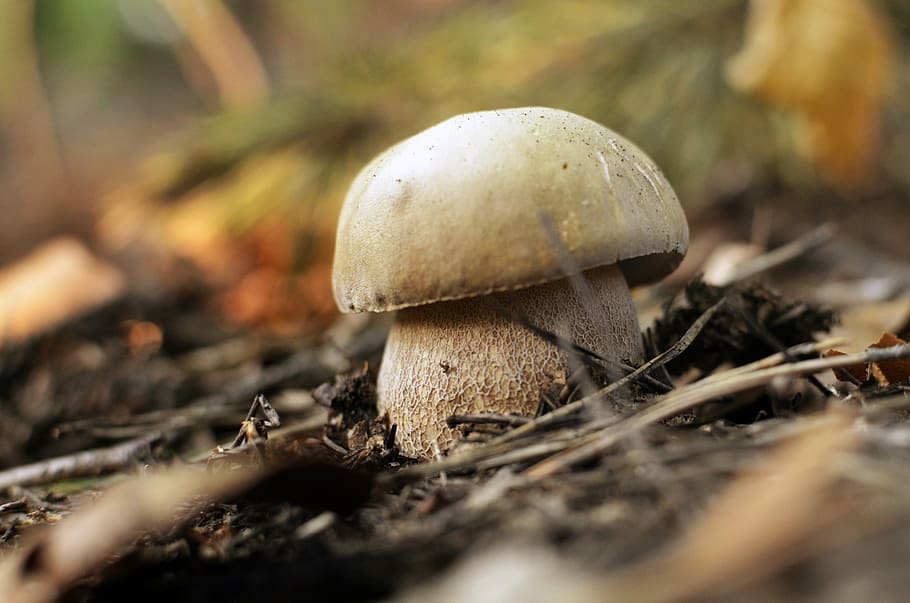 sponge, forest, nature, walk, bulgaria, stara planina, food HD wallpaper