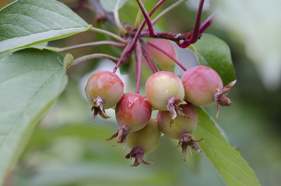 crab apples, august, growth, plant, fruit, close-up, healthy eating HD wallpaper