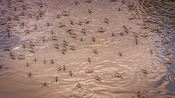 water, strider, insect, bug, reflection, no people, backgrounds HD wallpaper
