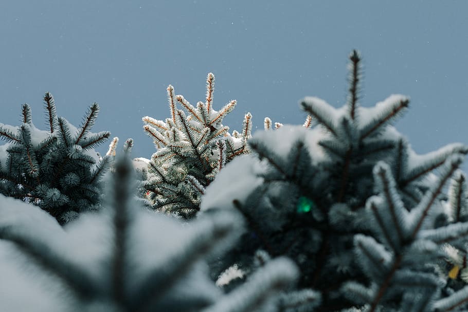 frosted pine trees, macro shot of pine trees covered in snow HD wallpaper