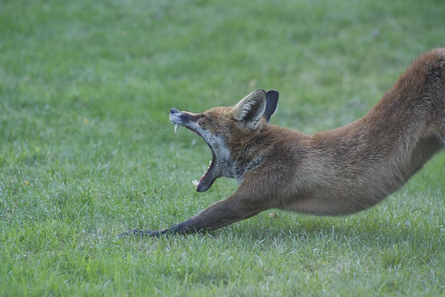 red fox on grass field yawning, animal, teeth, wild, wildlife HD wallpaper
