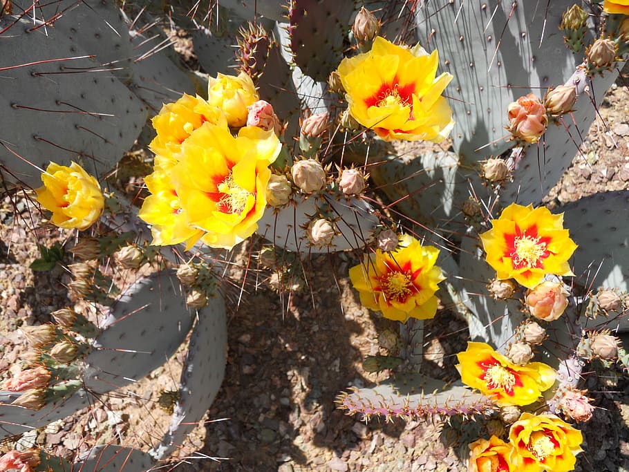 Cactus, Bloom, Prickly Pear, Flower, arizona, plant, growth HD wallpaper