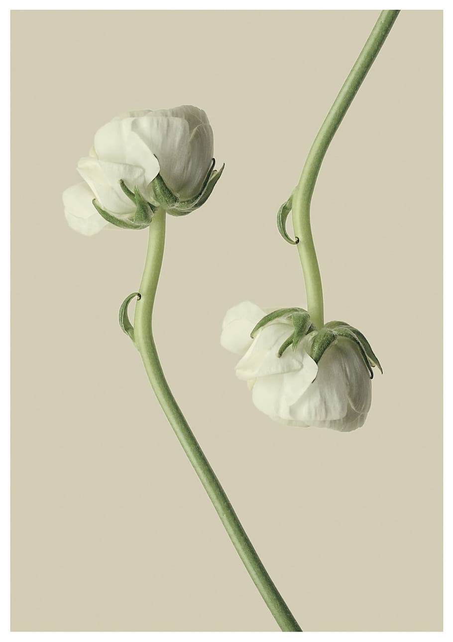 white petaled flowers, ranunculus, blossom, bloom, nature, plant HD wallpaper