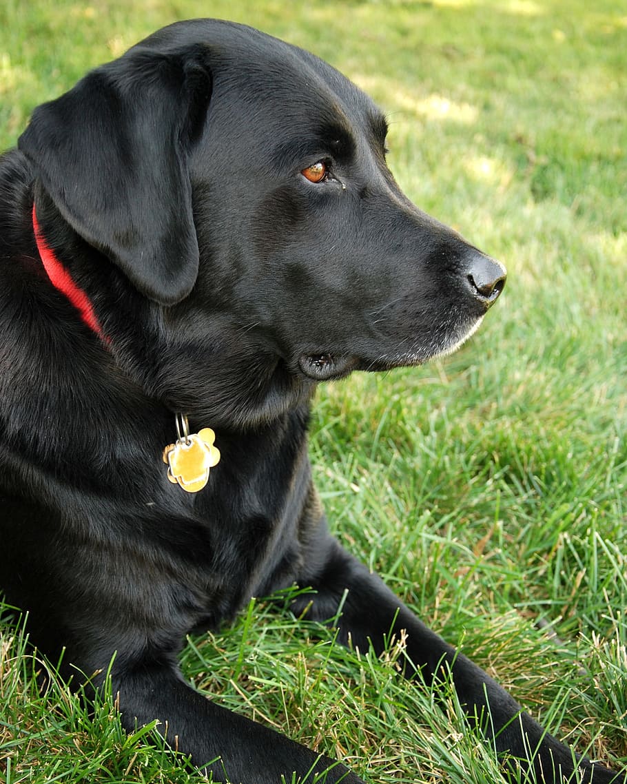 adult black Labrador retriever prone on green grass at daytime