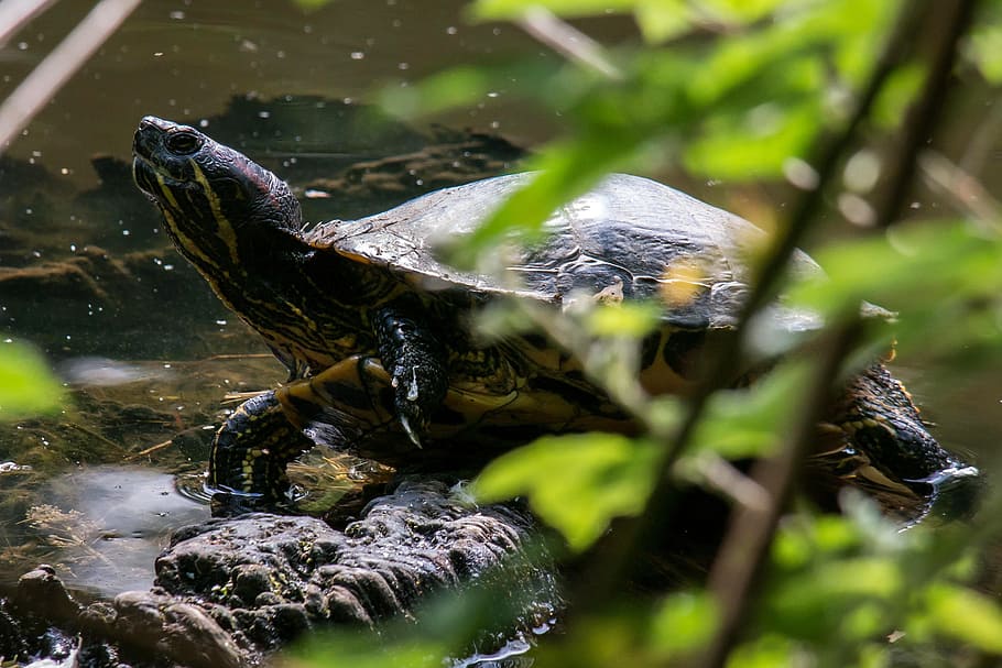 Water Turtle, Panzer, reptile, pond, drawing, slowly, lake HD wallpaper
