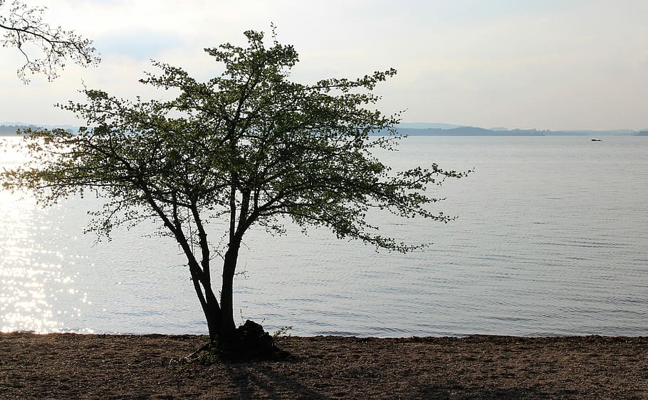 Tree, Bush, Lake, Waters, Bank, Beach, dusk, mood, nature, scenics HD wallpaper