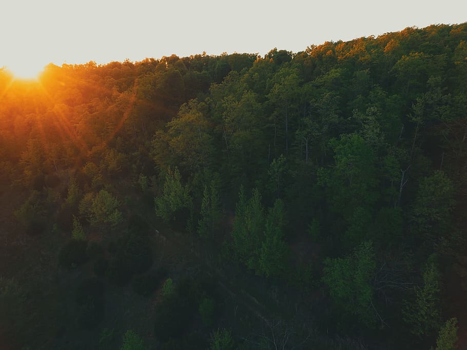 photo of green leafed trees, green trees at sunset, Lit, nature HD wallpaper