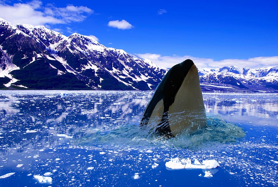 white and black killer whale on body of water, polar, ice, winter