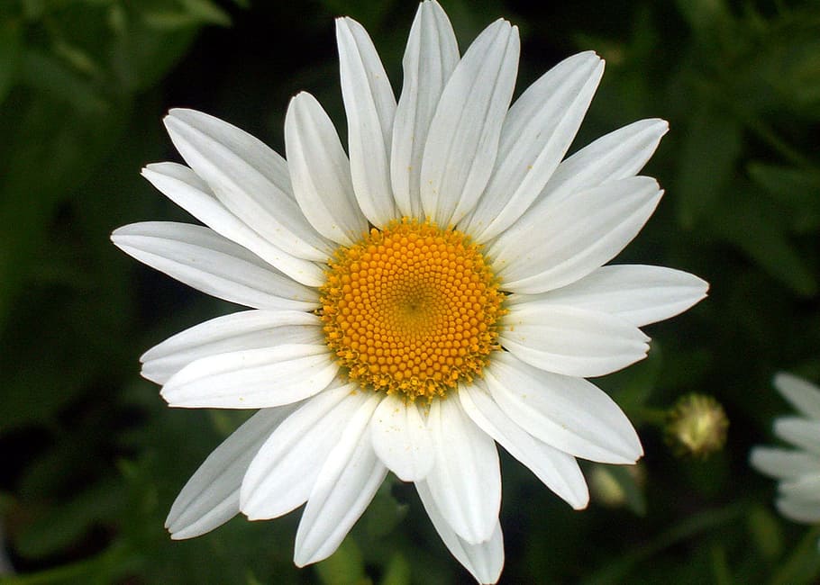 daisy, flower, bloom, blossom, colorful, detail, flora, floral HD wallpaper