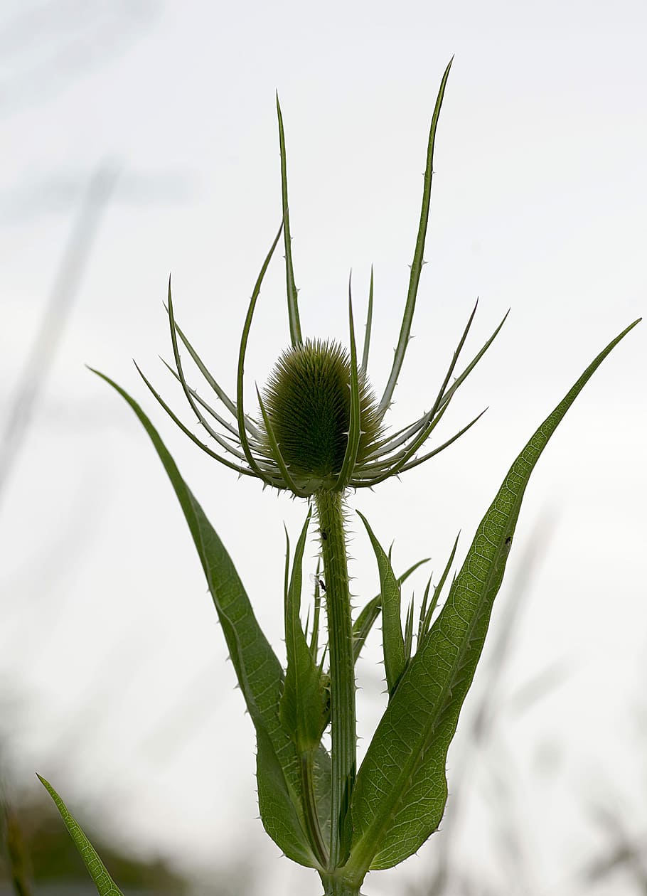 Thistle, Plant, Dashing, Drying, stinging, flora, meadow, spikes HD wallpaper