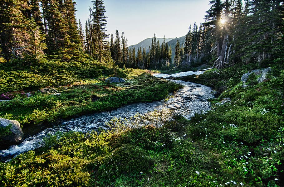 landscape photography of river with trees, photo of body of water between trees HD wallpaper