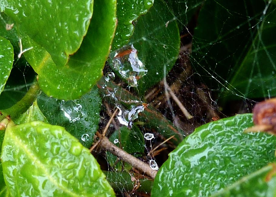 indian summer, spider webs, dewdrop, cobweb, cobwebs, network HD wallpaper
