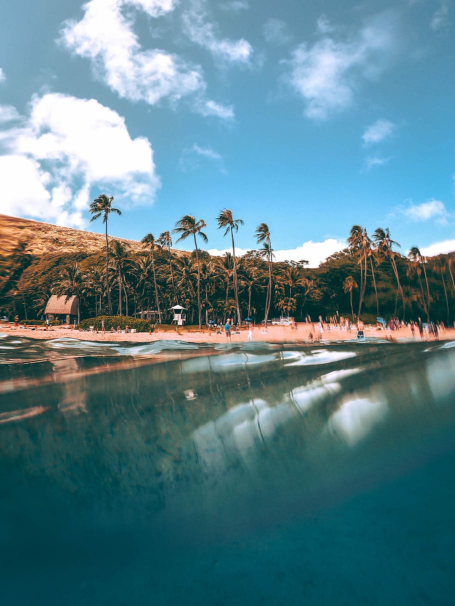 coconut trees reflecting on still body of water, people walking near seashore near tree at daytime HD wallpaper