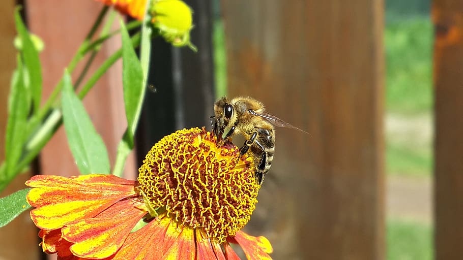 bee, summer, flowers, insect, animal wildlife, animal themes HD wallpaper