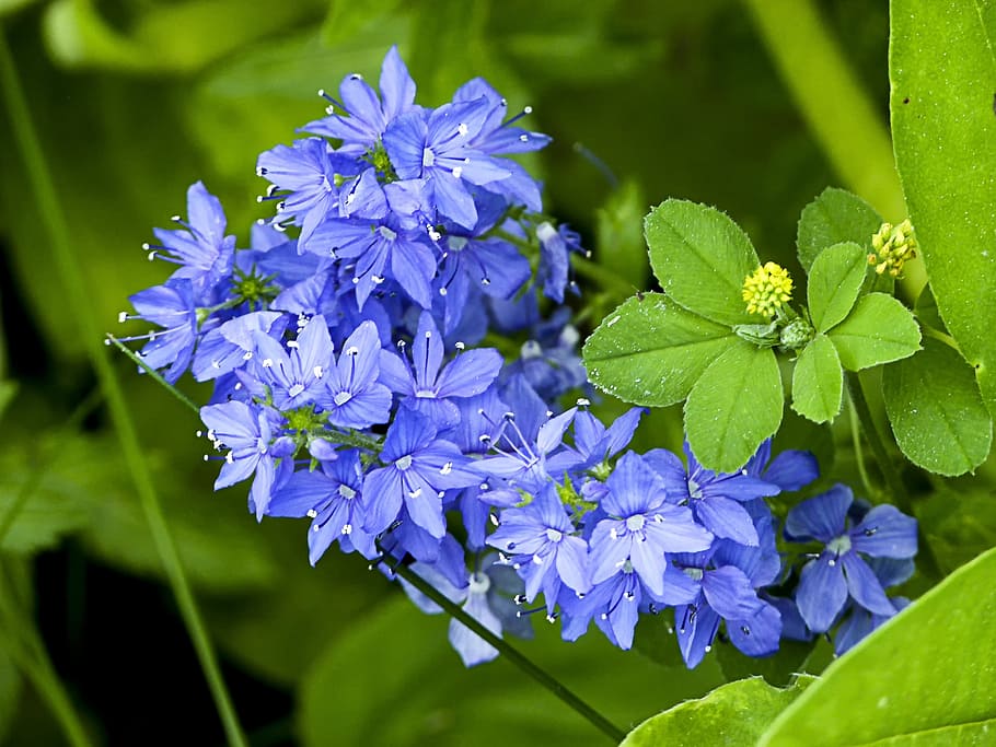 Garden, Flower, Cluster, blue, tiny, plant, nature, purple HD wallpaper