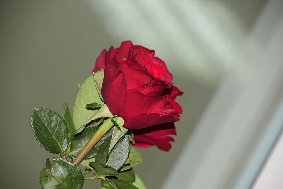 rose, flower, red, plant, plant part, leaf, beauty in nature HD wallpaper