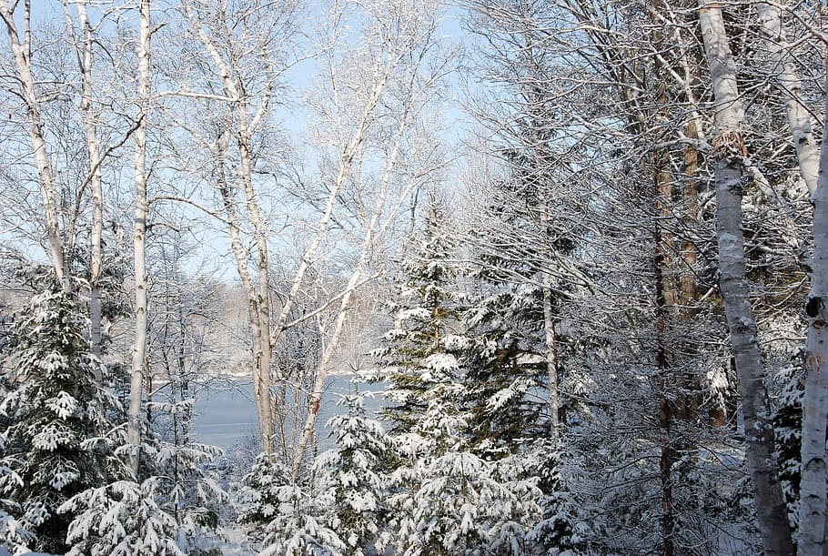Winter, Season, White, Cold, Snow, december, january, february HD wallpaper