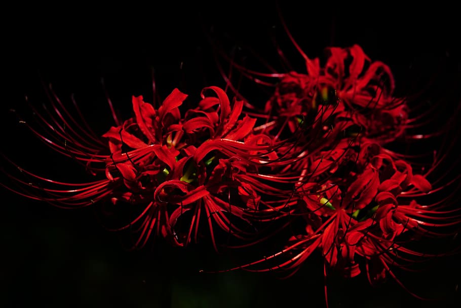 Amaryllis, Amaryllidaceae, Spider Lily