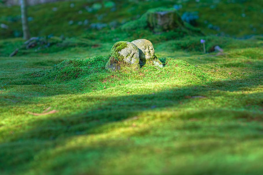 photo of stones near grass, jizo, japan, garden, japanese, religion