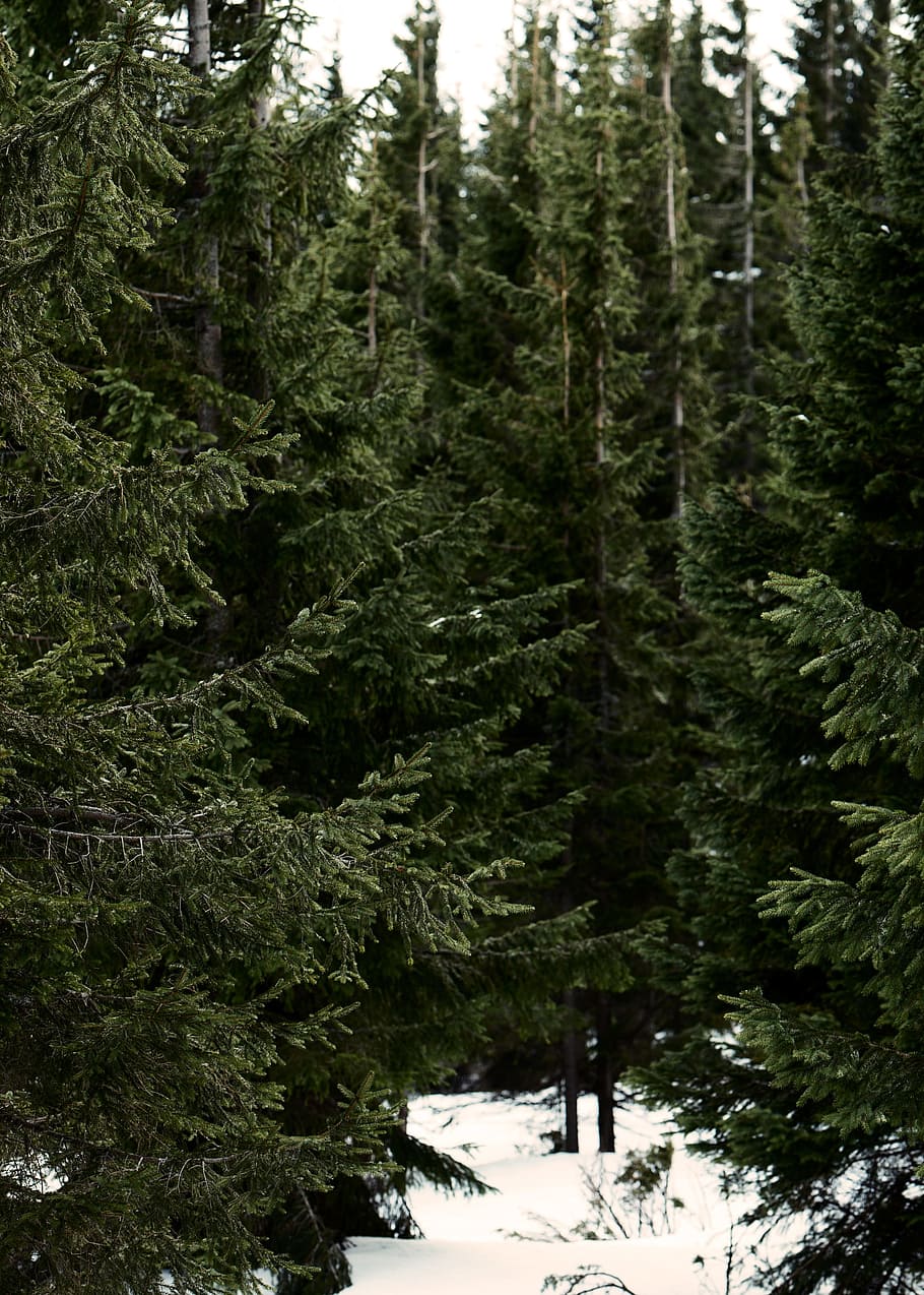 photo of green leafed trees on snow, photo of pine trees, lot HD wallpaper