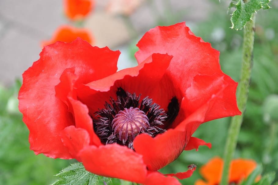 close-up photo of red poppy flower in bloom, gossip moon, full bloom HD wallpaper