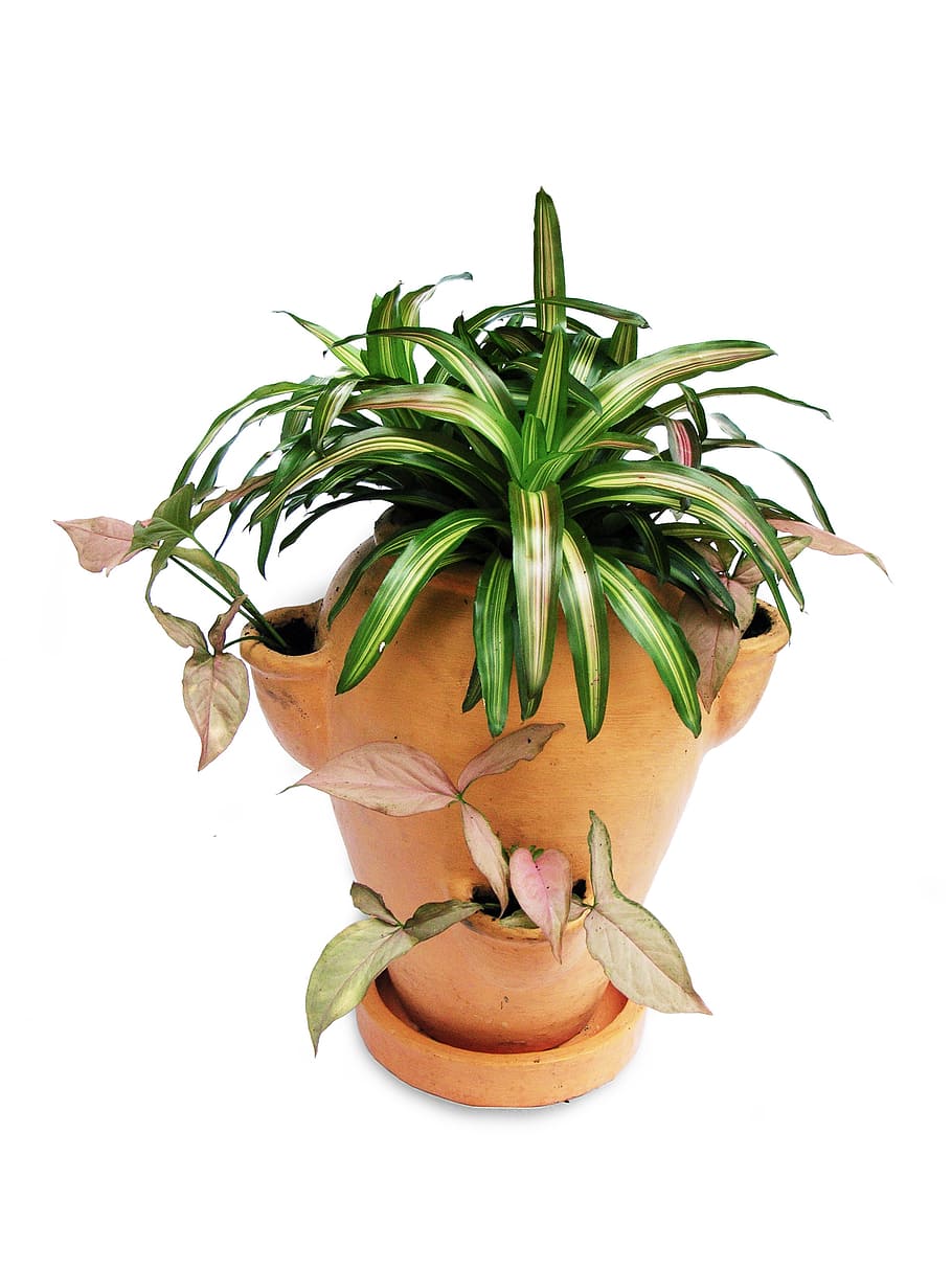 bromeliads, singonium, pot-scaping, ornamental plants, green HD wallpaper