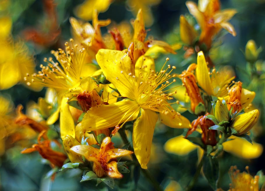 blossom, bloom, st john's wort, hypericum perforatum, yellow, HD wallpaper