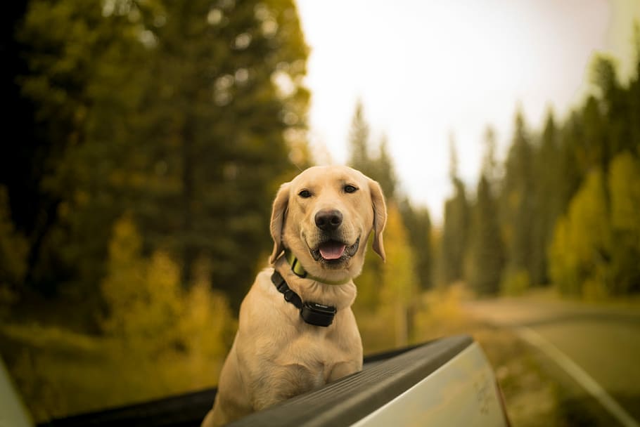 selective focus photography of short-coated brown dog on pickup truck, selective focus photo of yellow Labrador retriever on truck HD wallpaper