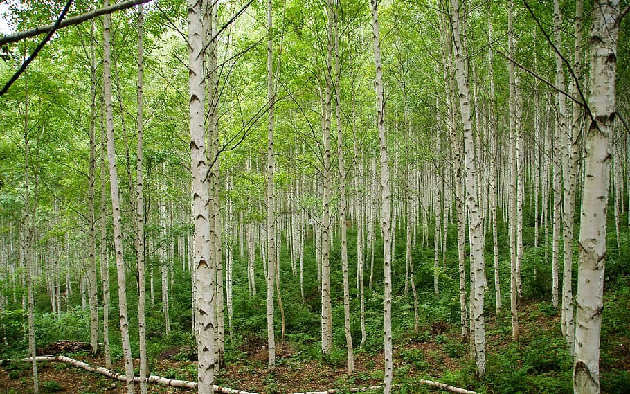 klitschko, whether or not, forest, tree, plant, land, trunk HD wallpaper
