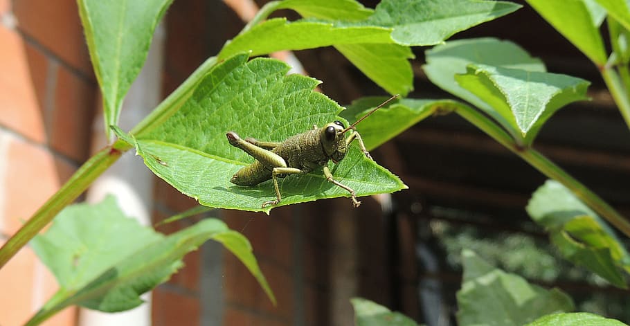 macro, cricket, grasshopper, insect, nature, armenia, leaf HD wallpaper