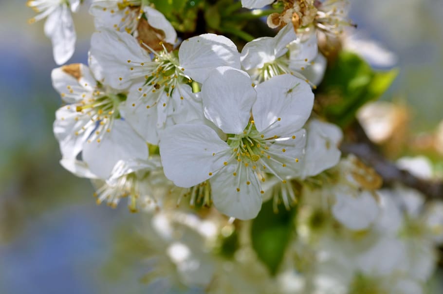 flowers, tree, spring, apple, flowering trees, flowering plant HD wallpaper
