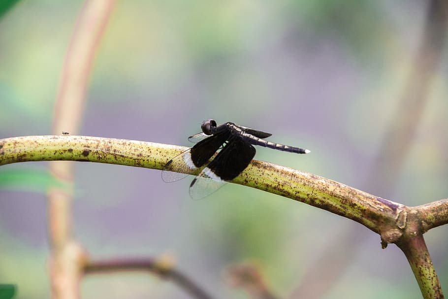 dragonfly, butterfly, nature, micro, closeup, animal, animal wildlife HD wallpaper